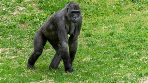 Interesting Facts about Lucy, the Ancient Ape – Evolution Darlington