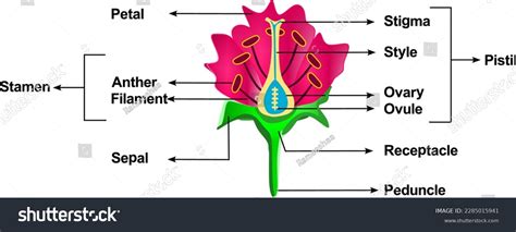 Parts Flower Cross Section Diagram Colour Stock Illustration 2285015941 ...