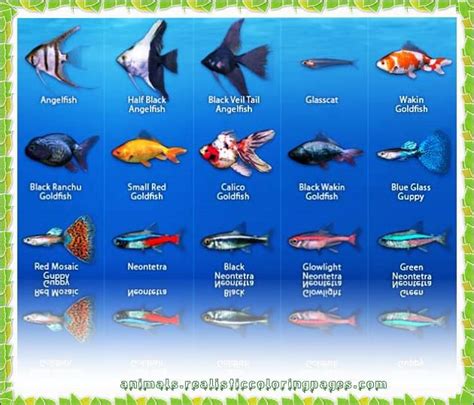 64 best Fish Lover images on Pinterest | Fish list, Freshwater fish and Tropical fish