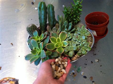 design dump: diy succulent arrangement