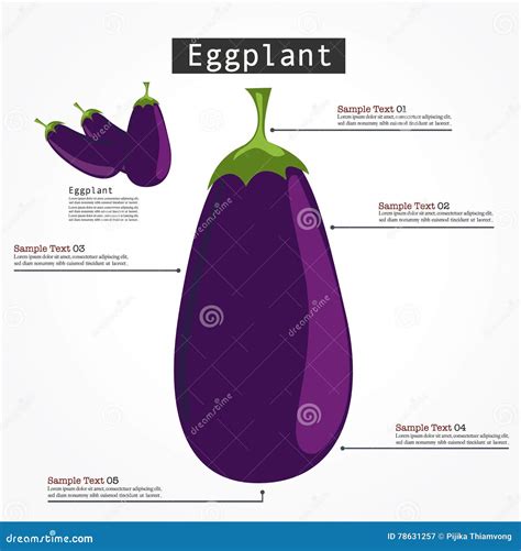 Eggplant Infographic Vector. Stock Vector - Illustration of cooking, background: 78631257