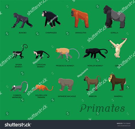 Primate Species Set Cartoon Vector Illustration Stock Vector (Royalty ...