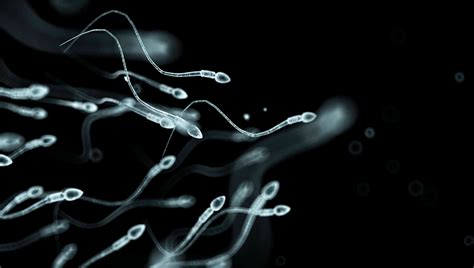 What should a normal sperm look like? | Fertility First - Fertility ...