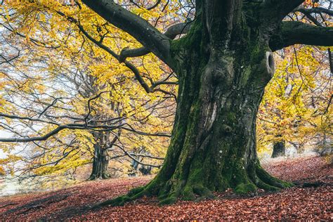 Forest of the giant beech trees on Behance