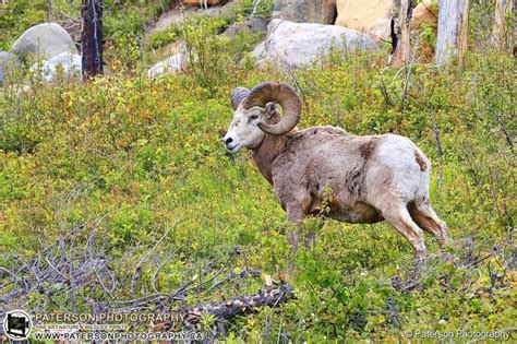 Waterton Lakes National Park - Paterson Photography Fine Art Store