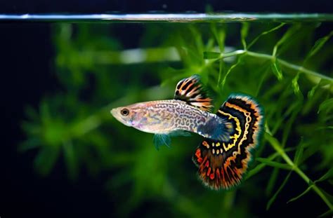 Guppy Care Guide: Lifespan, Size, Diet, Breeding & More