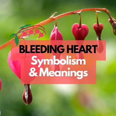 Bleeding Heart Flower: Symbolism, Meanings, and History - Symbol Genie