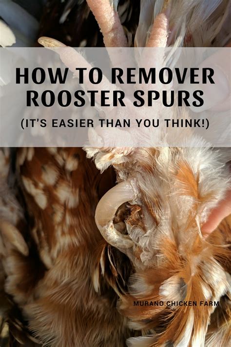 How to remove rooster spurs (the easy way) - Murano Chicken Farm