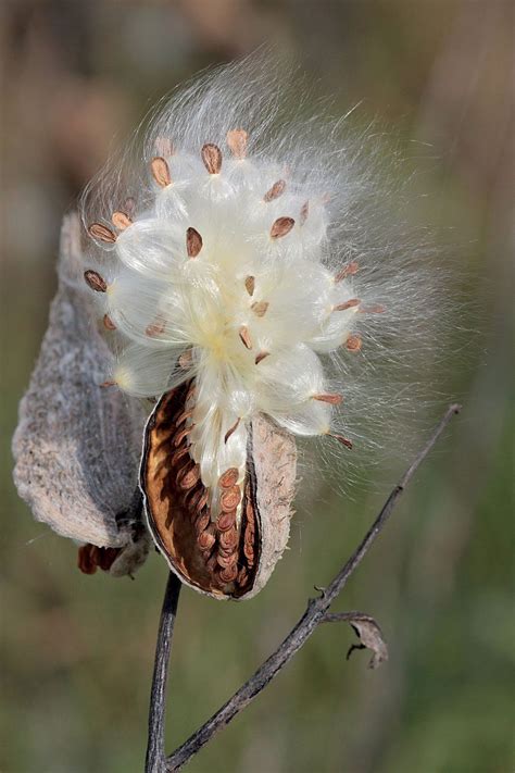 Milkweed floss | Definition, Sources, & Uses | Britannica