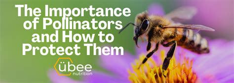 The Importance of Pollinators and How to Protect Them - Ubee Nutrition