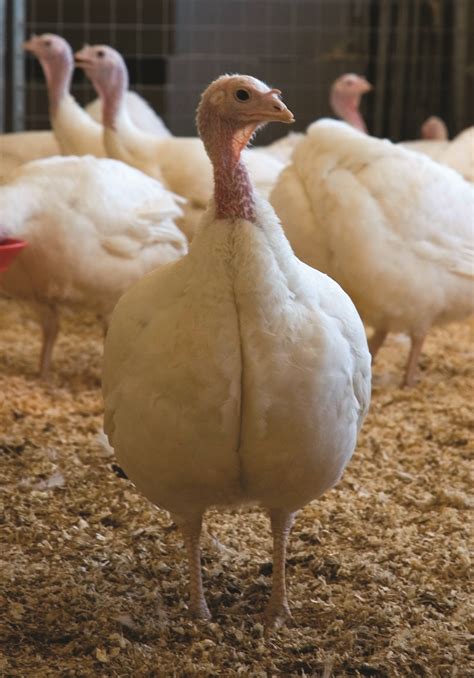 Broad Breasted White Turkey | Cackle Hatchery