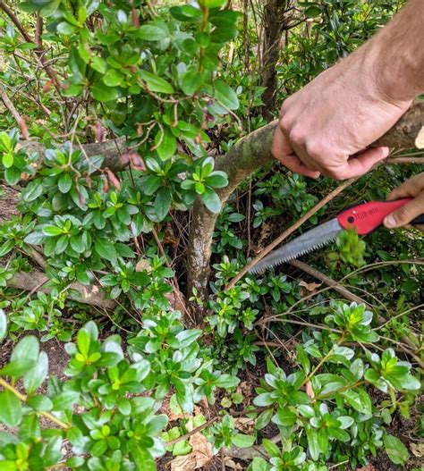 Pruning My Azaleas - The Martha Stewart Blog