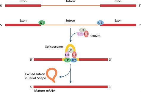 Alternative Rna Splicing