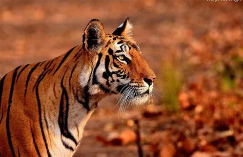 Guide to Bandhavgarh National Park and Tiger Reserve - Breathedreamgo