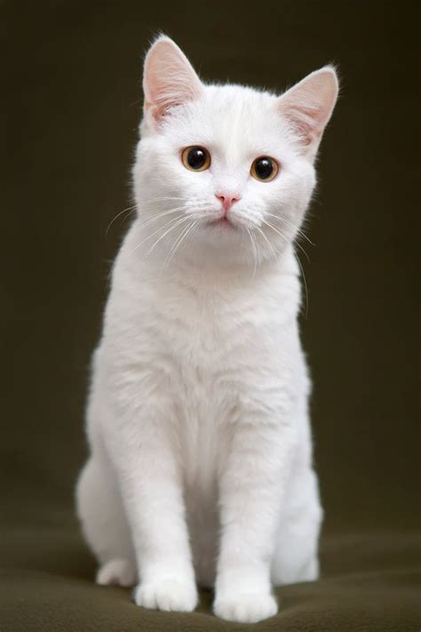 Albino cat, Pretty cats, Cats