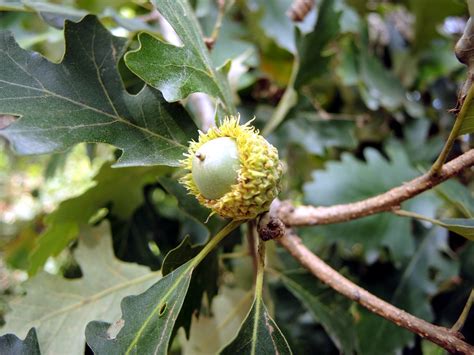 201309081518003 Bur Oak Acorns (Quercus macrocarpa) - Oakl… | Flickr