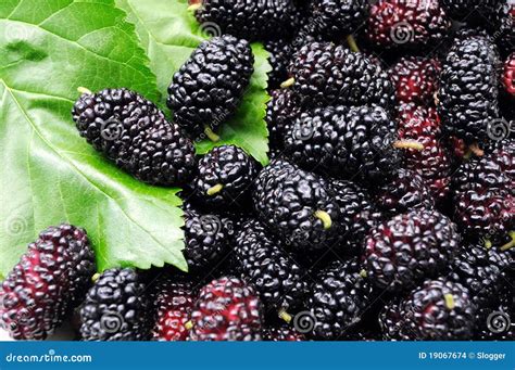 Black mulberry stock photo. Image of group, fruit, organic - 19067674