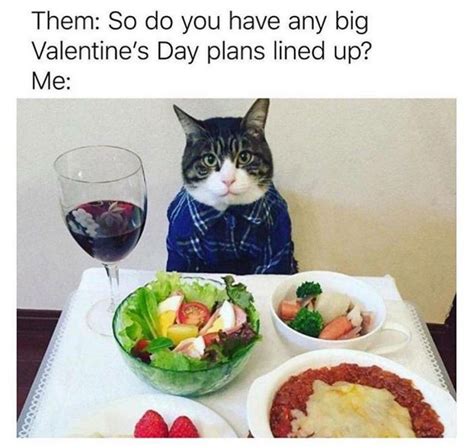 Pin by Cindy Rebecca on Caturday | Funny cat memes, Valentines day memes, Cat memes