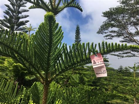 Find the perfect Hawaiian Christmas tree at Helemano Farms - Hawaii ...