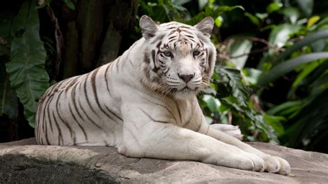 White tiger Wallpaper - Wildlife, Animals, Animals #10163