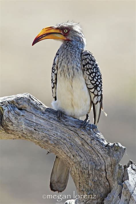 Sabi Sands Wildlife & Birds - Sabi Sands Lodges Reservations