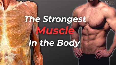 The Strongest & Most Fascinating Muscles In Your Body - YouTube