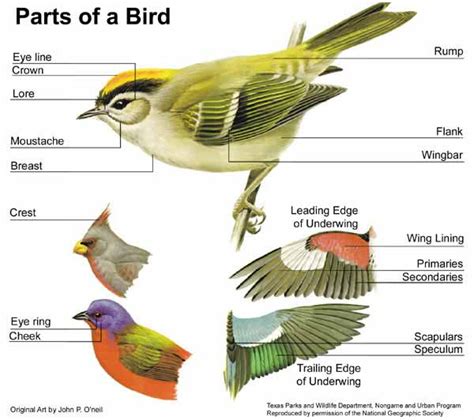 Bird External Anatomy – Ornithology