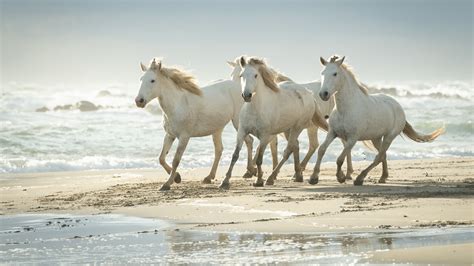 Download Beach Animal Horse 4k Ultra HD Wallpaper