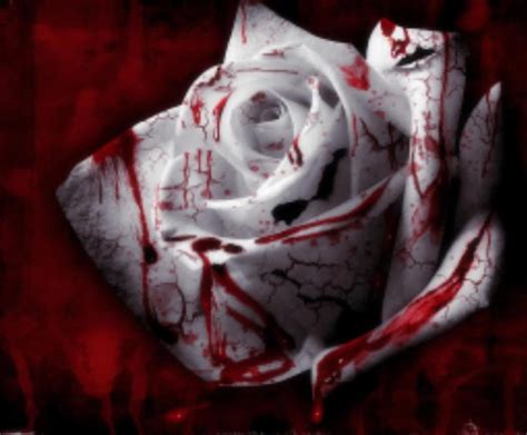 Dripping Blood Background | Dripping Crimson Blood Wallpaper | White Rose Dripping Crimson Blood ...