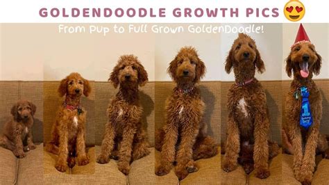 Full Grown Mini Goldendoodle, Teacup Goldendoodle, Goldendoodle ...