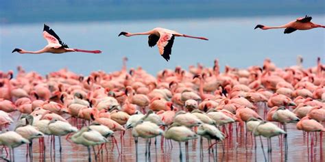 Lake Nakuru National Park - Amazing Memories Safaris