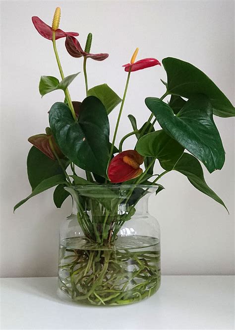 An Anthurium houseplant growing in a water vase | Plants grown in water, Water plants, Plants in ...