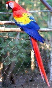 What is the National Bird of Honduras? - 10,000 Birds