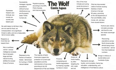 Wolf Facts - Conservation.Link