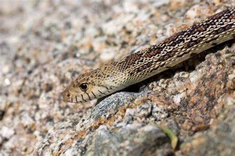 Gopher Snake - Wildlife Heritage Foundation