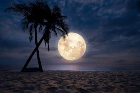 Royalty Free Moonlight Beach Pictures, Images and Stock Photos - iStock