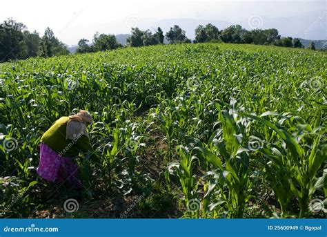 Step farming editorial stock image. Image of crops, cereals - 25600949