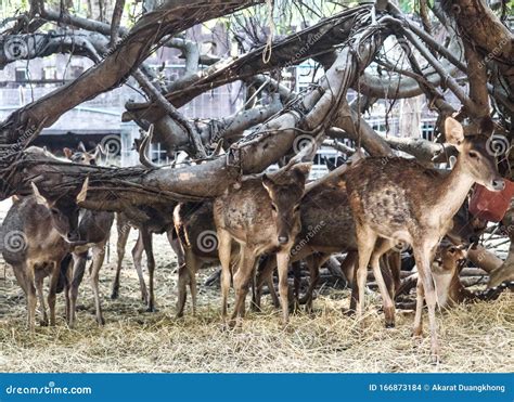 Brow-antlered deer stock photo. Image of eldii, barking - 166873184