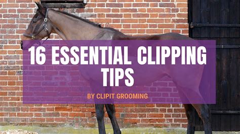 Horse Clipping Tips | Horse Body Clipping Tips | Clipit Grooming