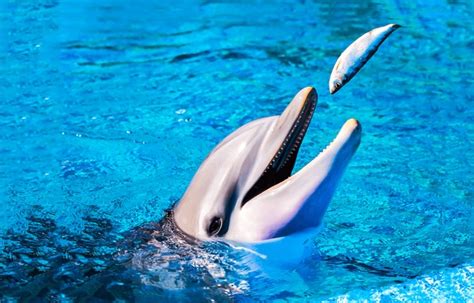 2,041 Dolphin Eat Images, Stock Photos, 3D objects, & Vectors | Shutterstock