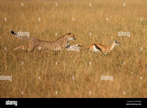 Cheetah Chasing Gazelle High Resolution Stock Photography and Images ...