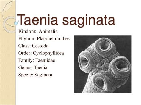 Taenia saginata