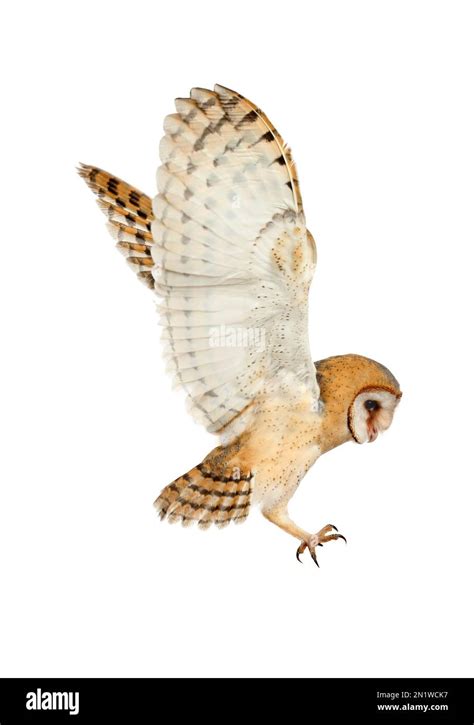 Beautiful common barn owl flying on white background Stock Photo - Alamy