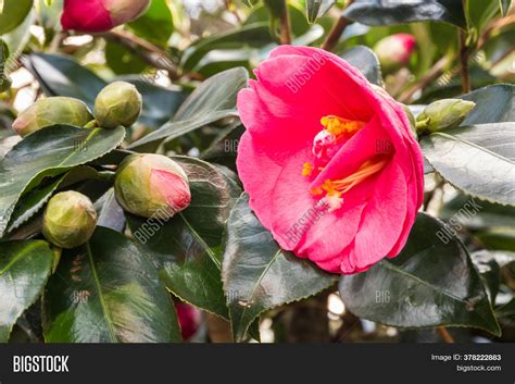 Closeup Pink Camellia Image & Photo (Free Trial) | Bigstock