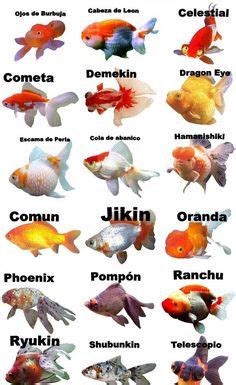 8 Fancy Goldfish ideas | goldfish, beautiful fish, aquarium fish