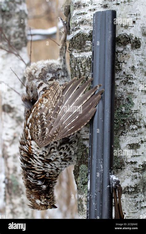 hunting for a hazel grouse Stock Photo - Alamy