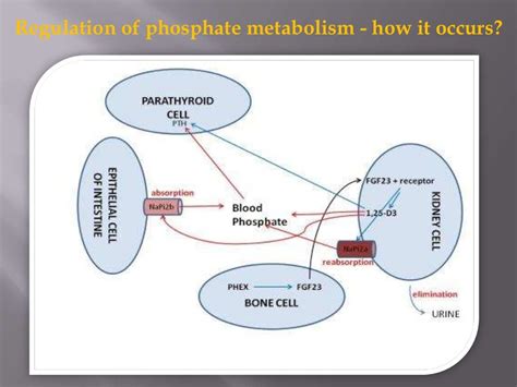 Hypophosphatemic Rickets