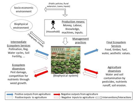 Simplified representation of an agroecosystem. By the author, based on ...