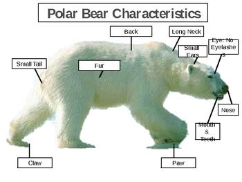 Polar Bear Body Parts Diagram