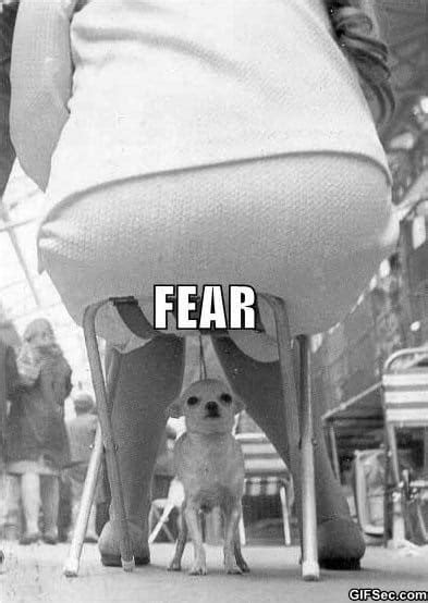 Meme - LOL – The face of fear - Viral Viral Videos